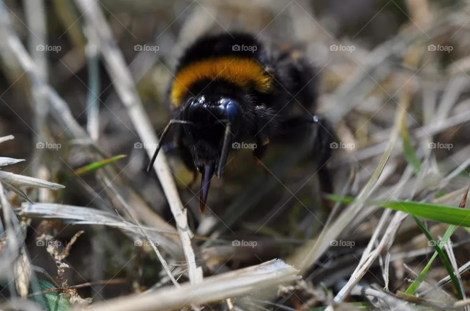 Bee