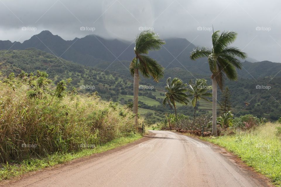 Dirt Road Past Palm Trees. A dirt road off the beaten path, past Palm trees to the mountains.