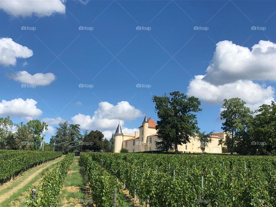 Castle, vineyard, rural,wine,nature