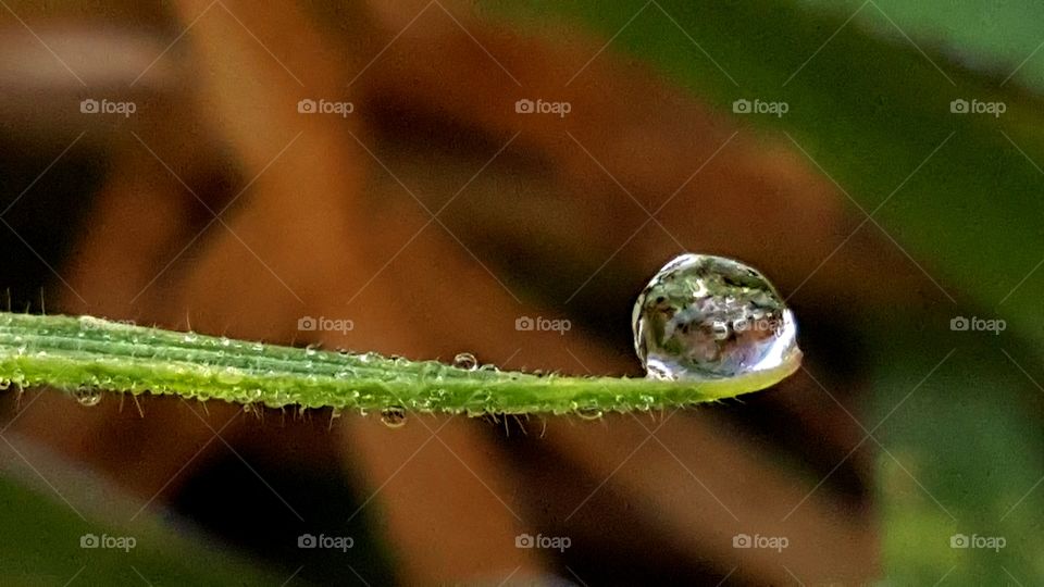 Frozen drop on the grass.