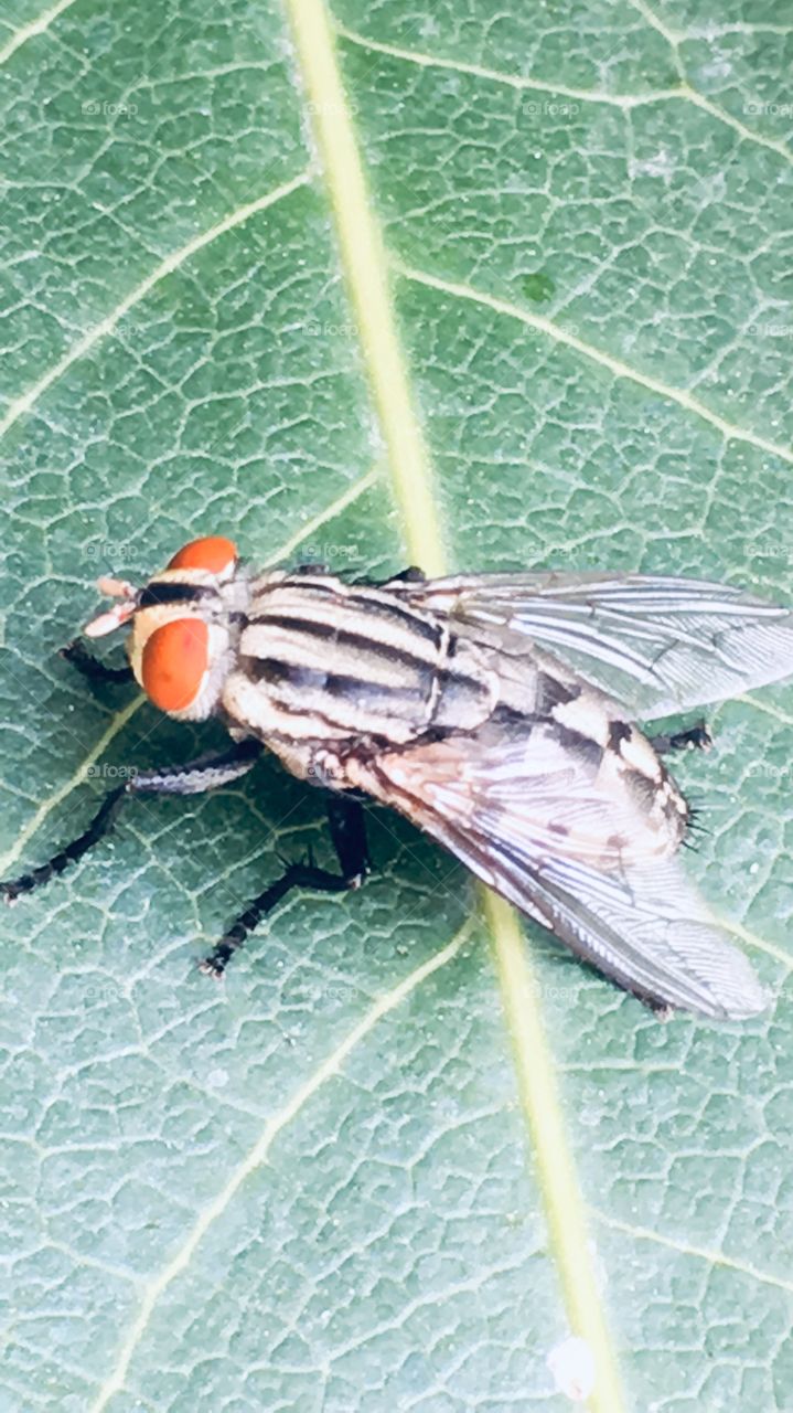 Housefly is the most common fly found in and around home.