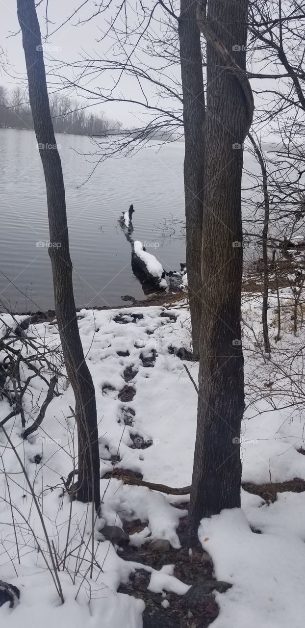 log in the lake