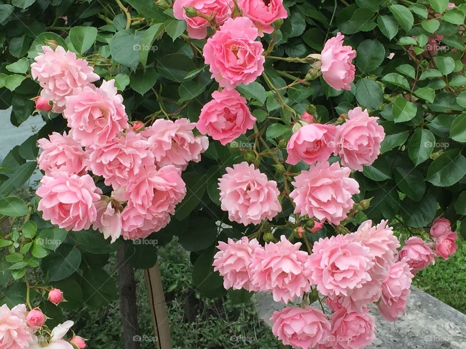 Naturaleza
Rosa
Flor
Primavera
Jardin
