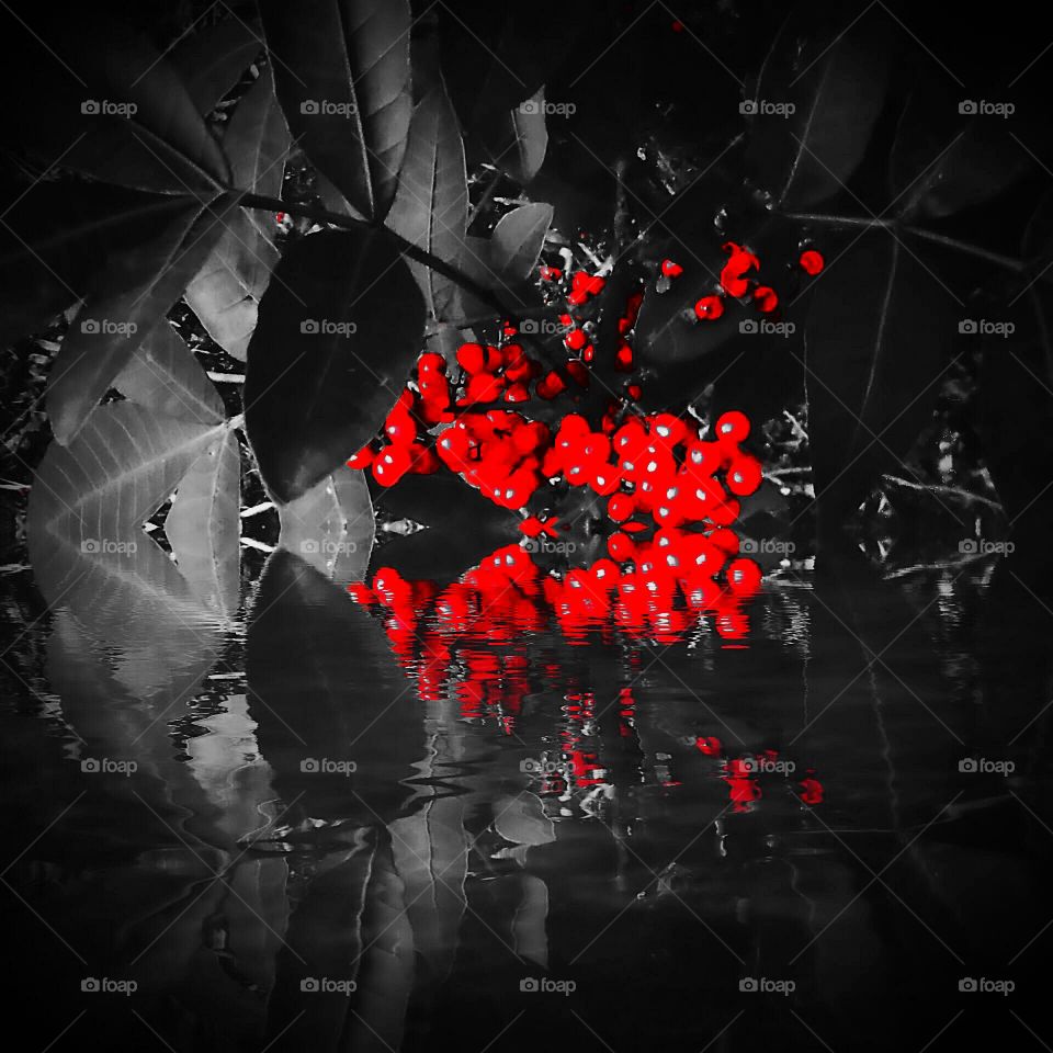 Monochrome Red Winter Berries