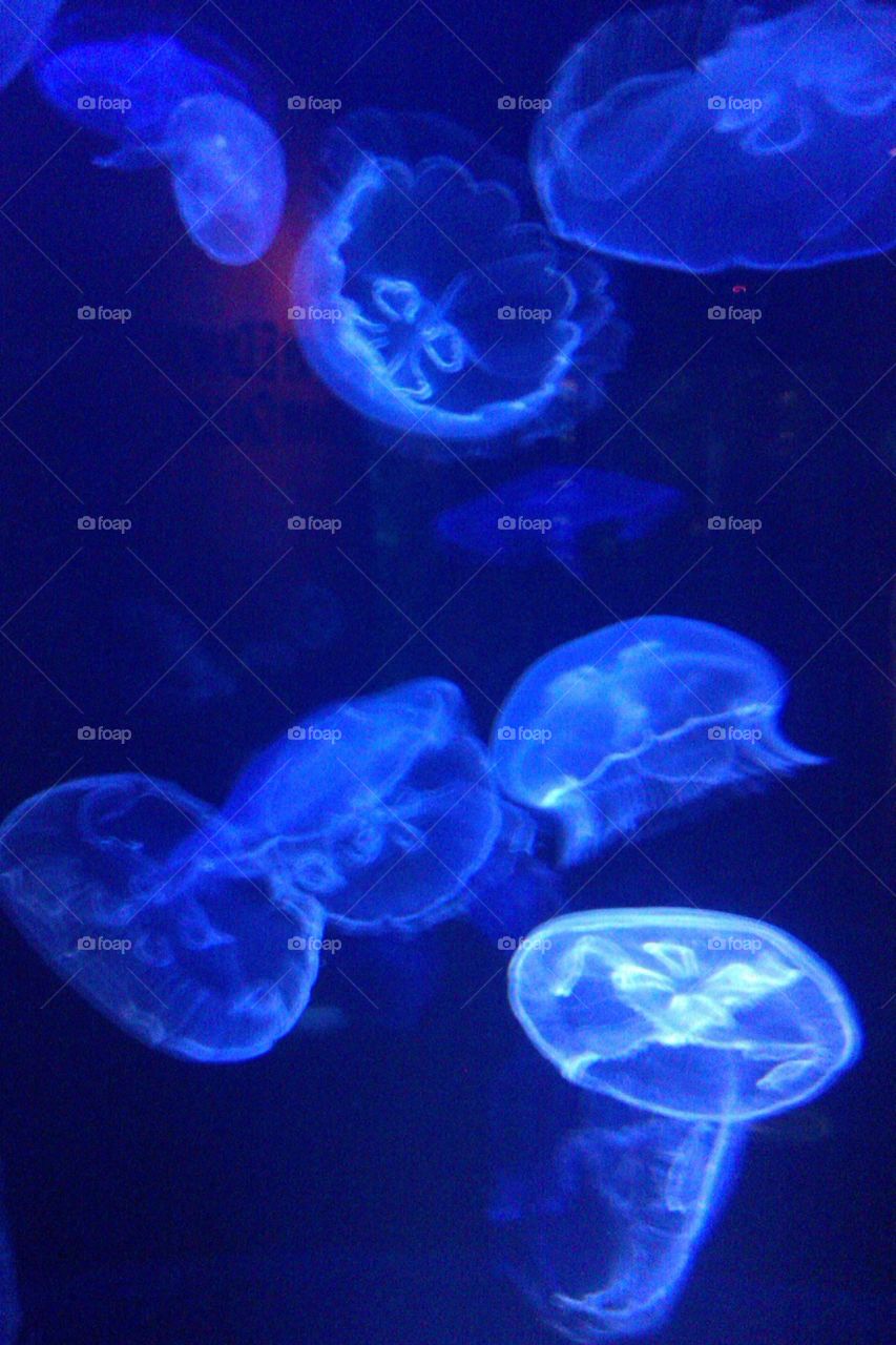 Moons Underwater. Moon jellies. 