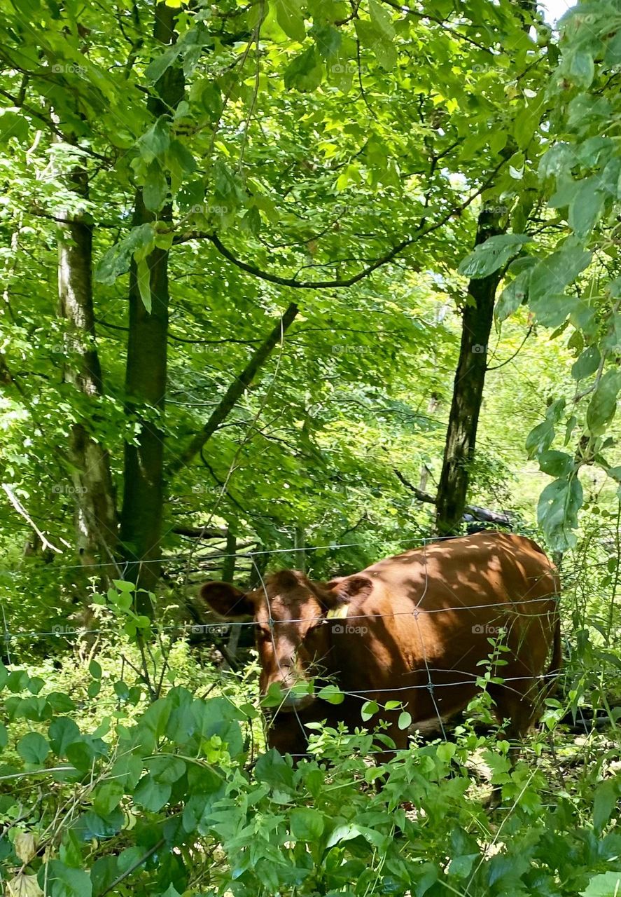 A brown cow that thought the grass was greener on the other side of the fence