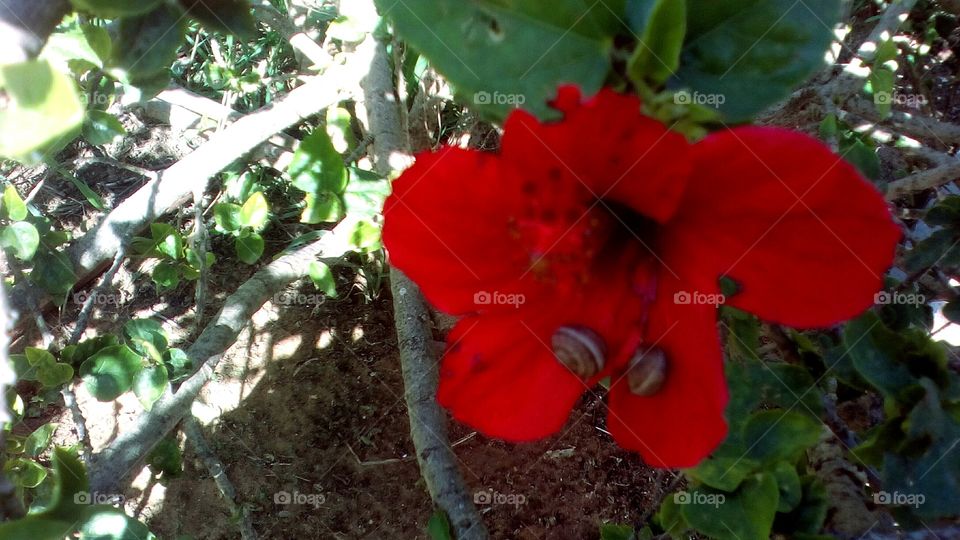 Two small snails on petals of blooming
red Hibiscus tropical flower in wild garden in sunny beautiful day of 
March