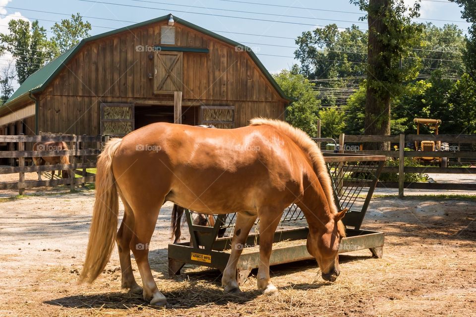 Brown horse and barn