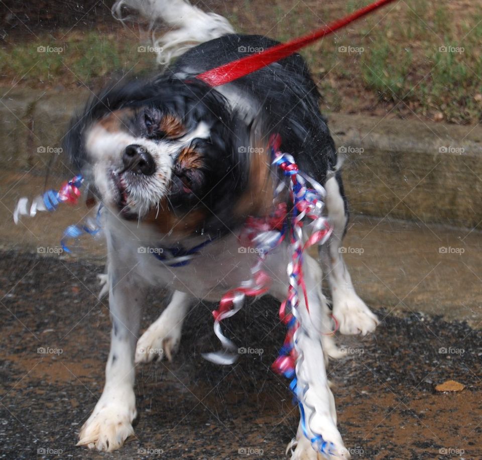 Spaniel shaking of water