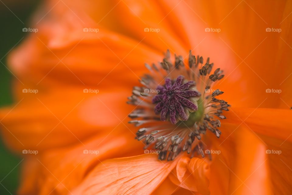 Poppy 