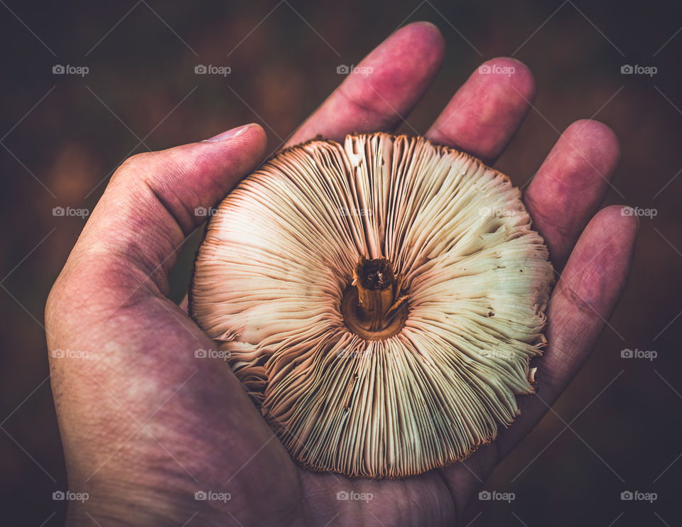 Holding a Mushroom