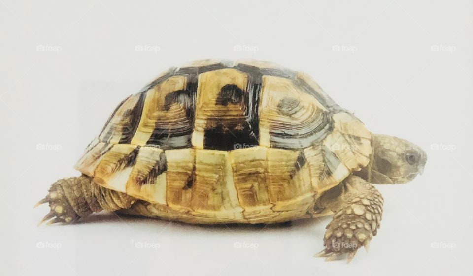 Turtle, Tortoise, Shell, Reptile, Slow