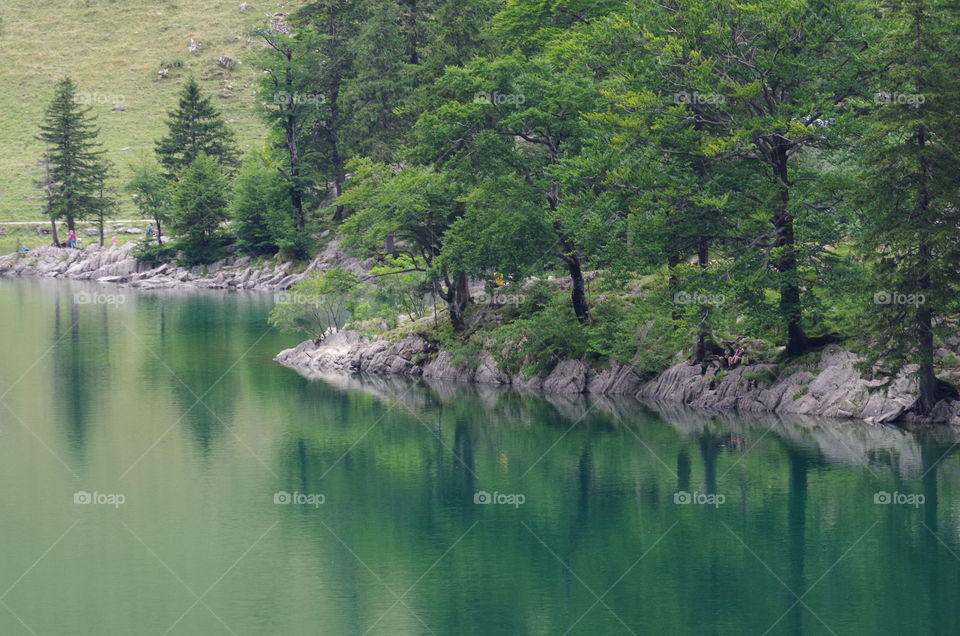 Green trees near calm lake