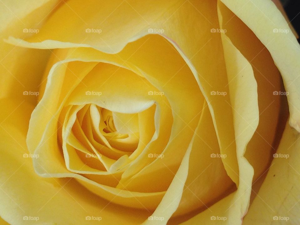 Yellow rose. Single yellow rose bud