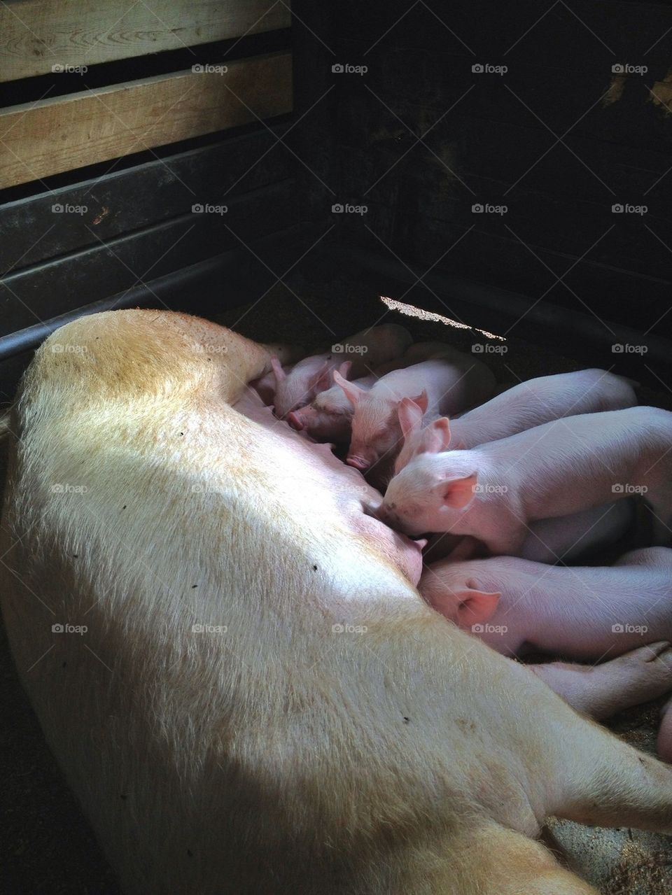 Baby pigs