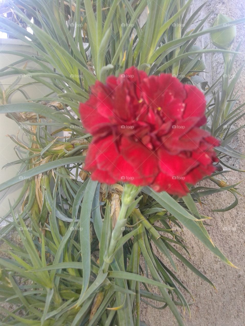 mother's flower