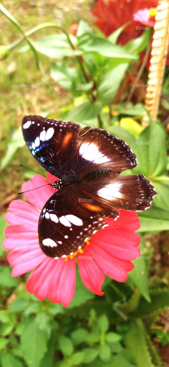 Beautiful butterfly perched on a zinnia flower