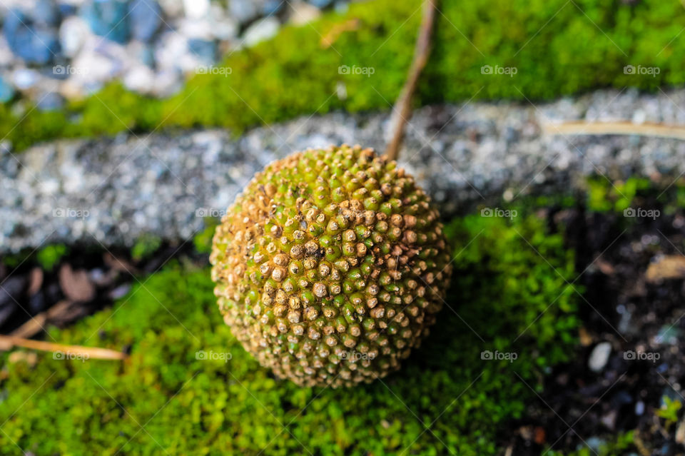 Macro of a black walnut nut in it’s outer green husk sitting on the ground. Usually the nuts ripen on the tree & crack open to release the nuts. This nut may have been broken off the tree by recent wind storms or picked off by a hungry squirrel. 🐿