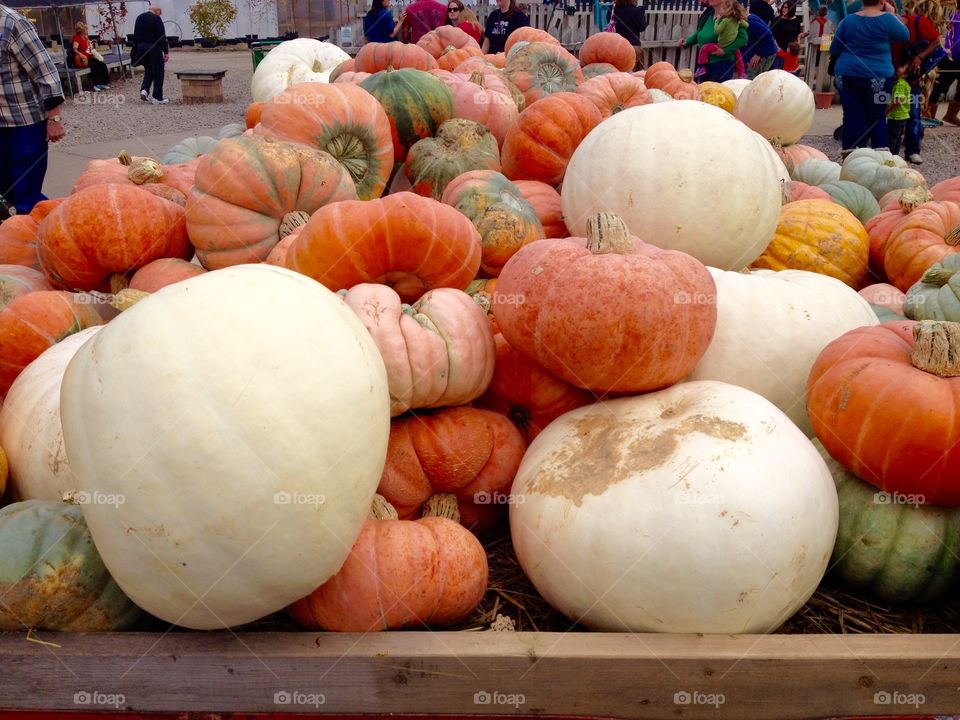 Harvest of Pumpkins