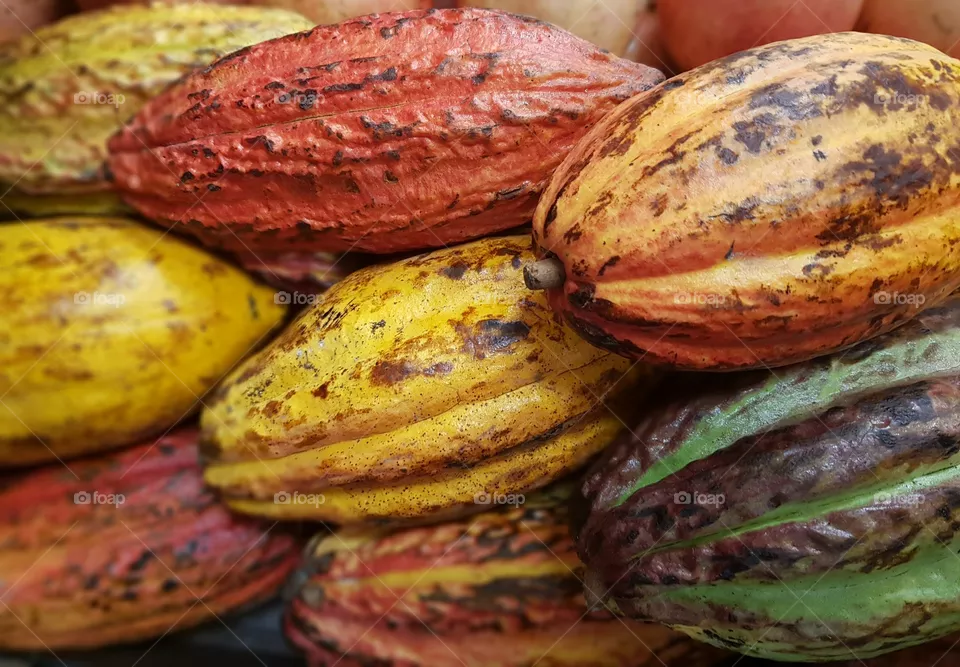 Cocoa