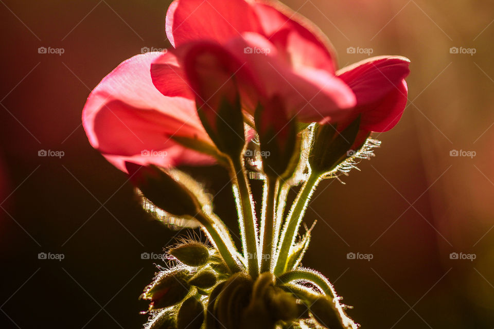 tulip flowers. tulip flowers and sunset ligh