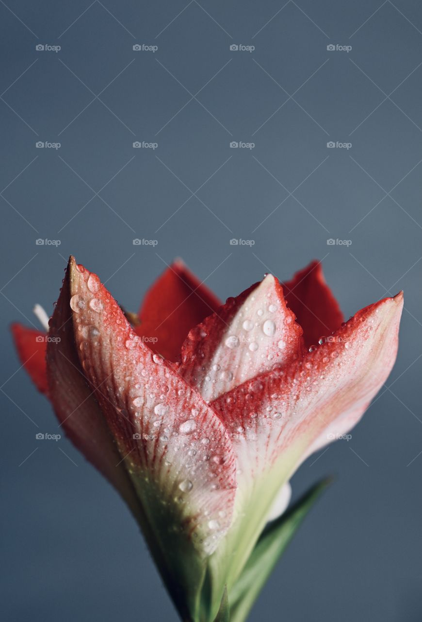 Close-up shot of the beautiful red lily with mists and the dramatic cool background. 