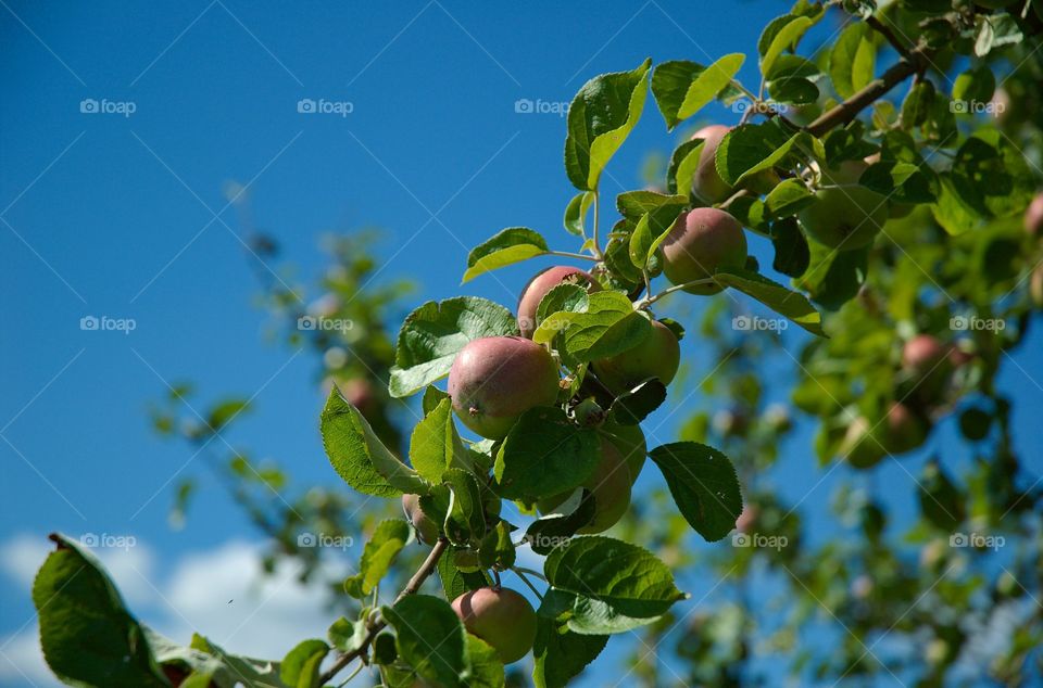 Apples against a blue sky.