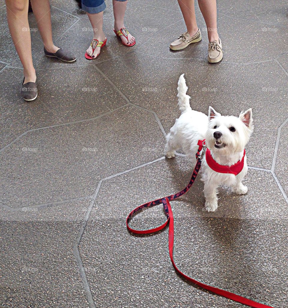 White terrier is the center of attention on his Springtime walk.