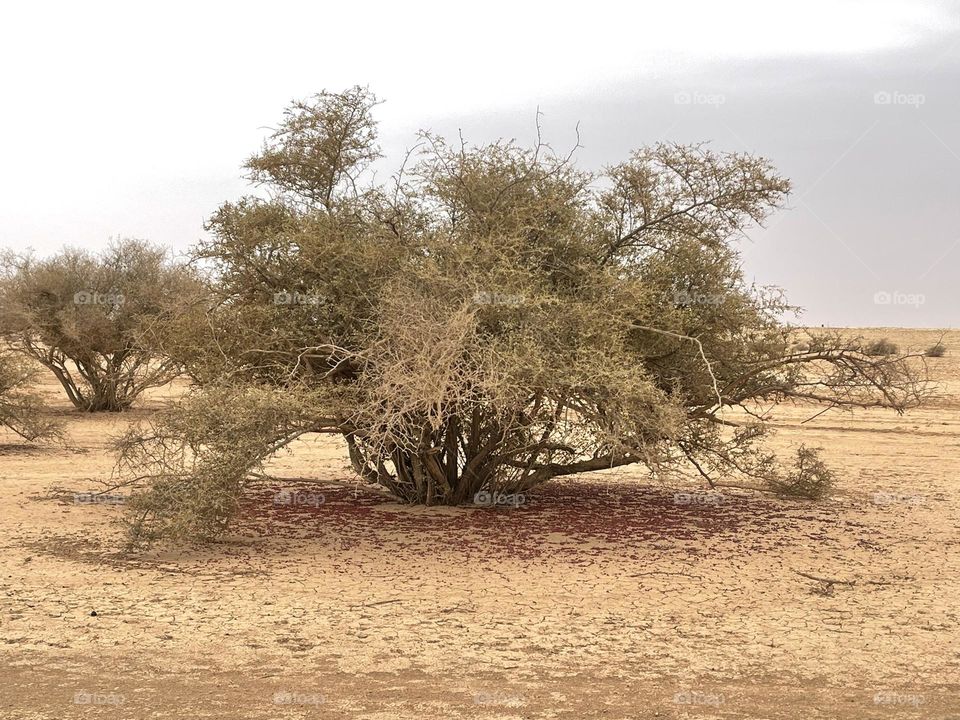 Sidr tree in the fall