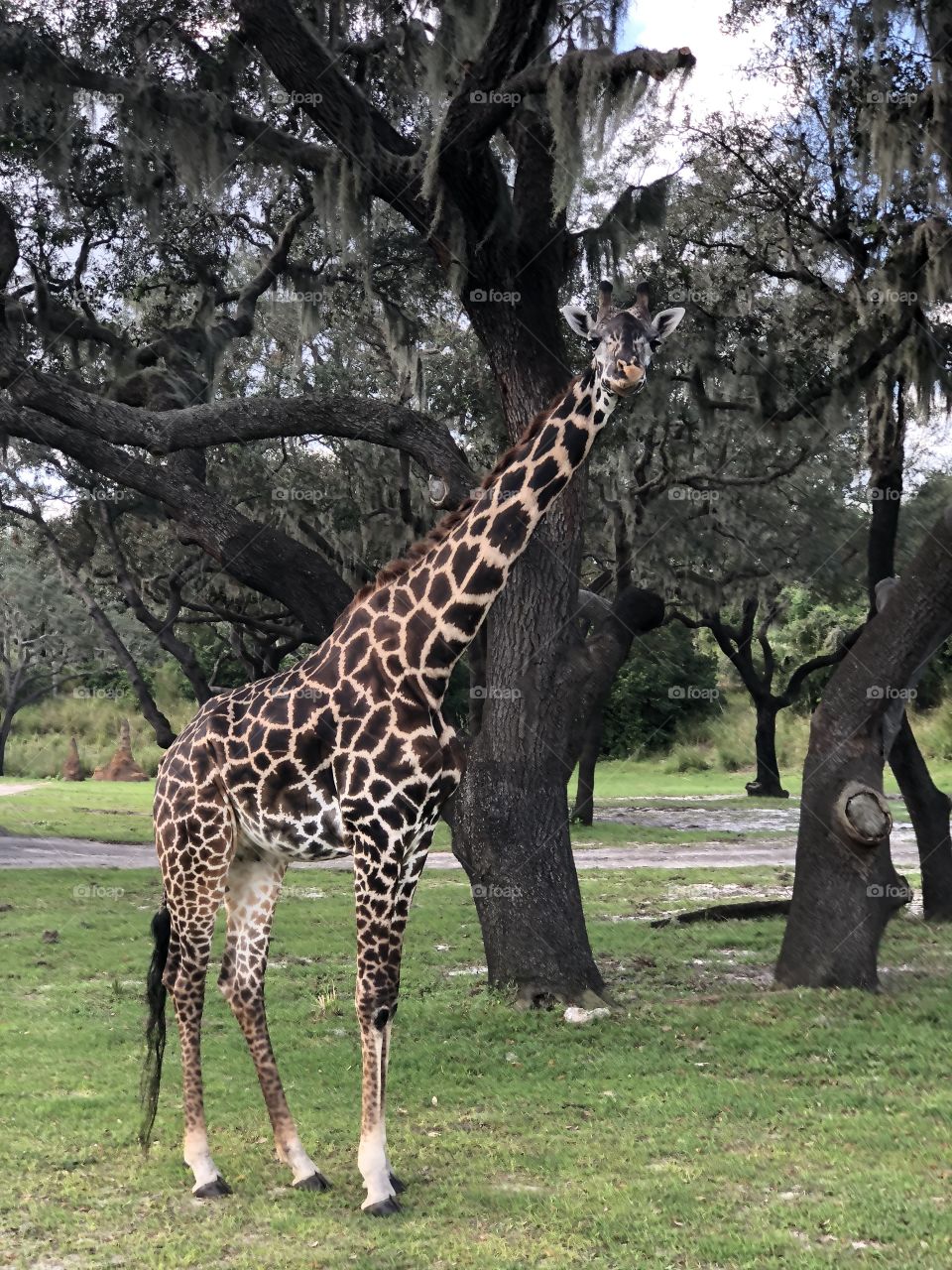 Giraffes on safari 
