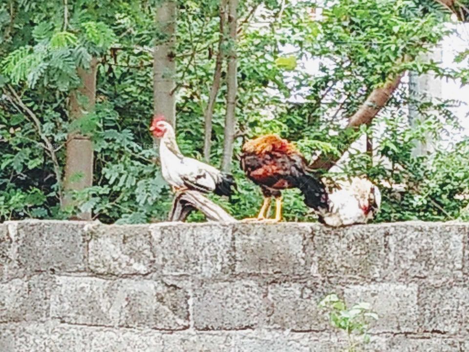 colourful cocks in my farm