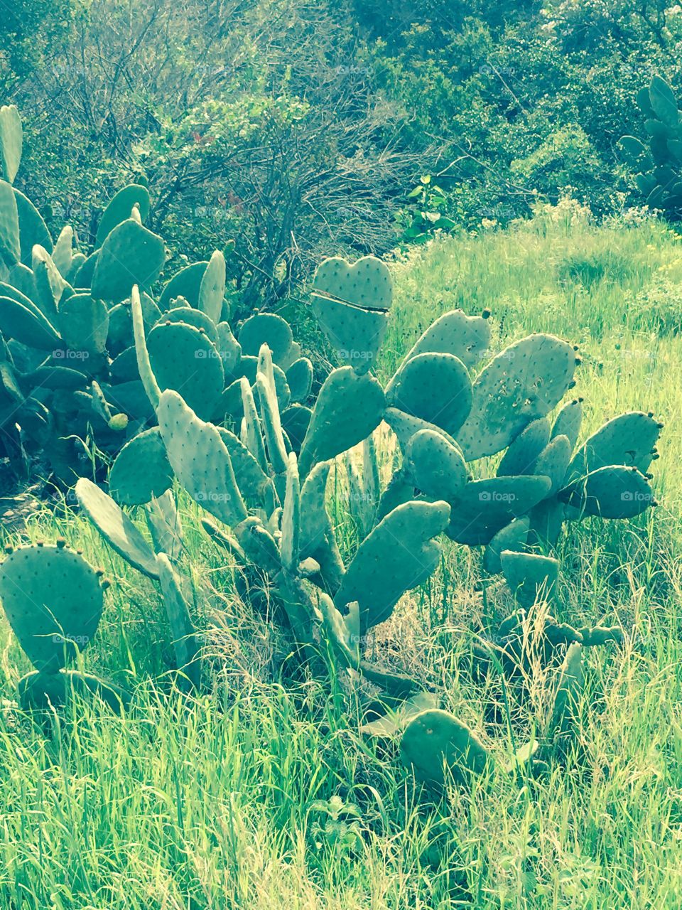 Cactus 