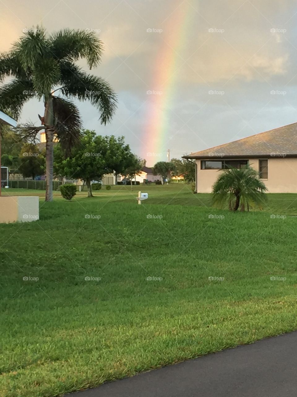 Florida Rainbow 