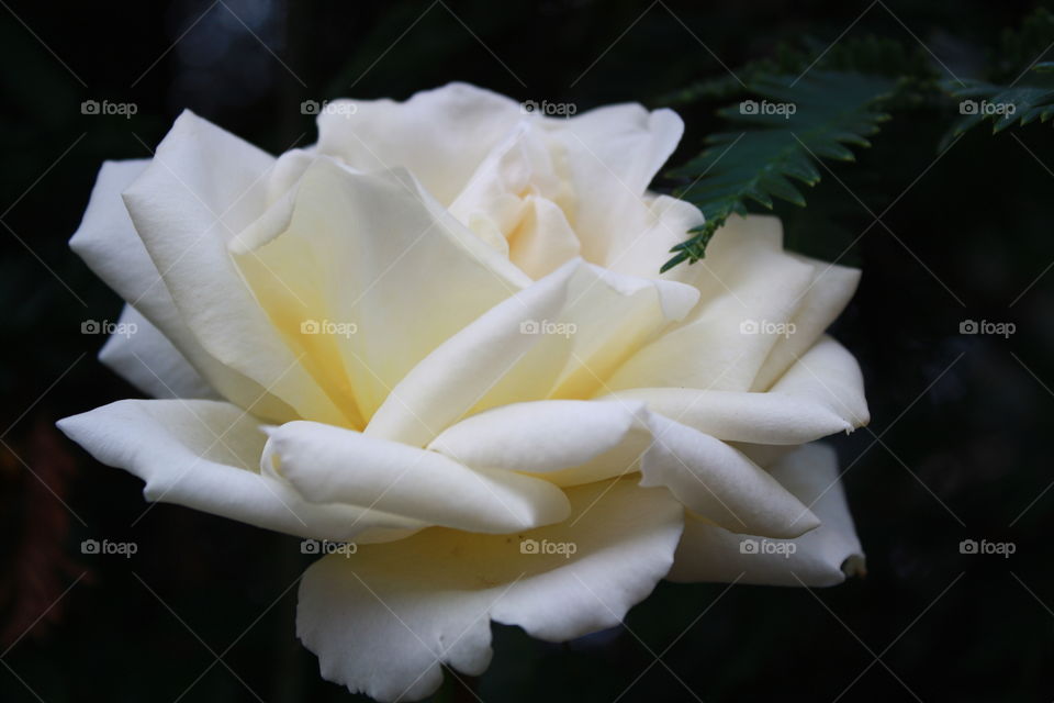 Rose Susan; aka Poulsen Floridian; with ruffled, creamy-white flower petals 