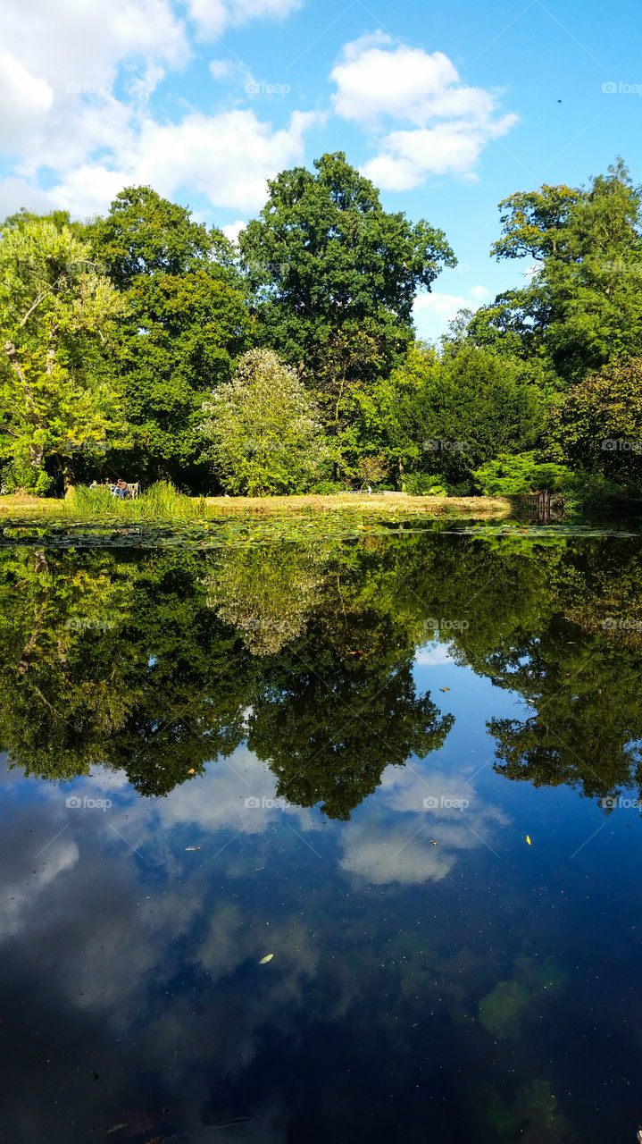 Bushy Park Reflections