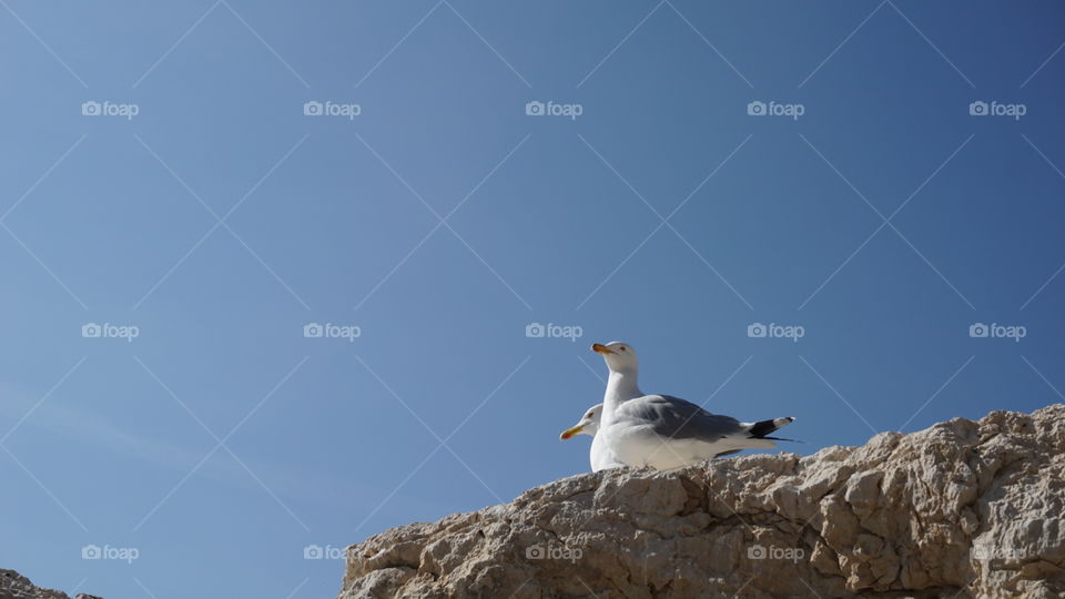 Seagulls#sky#rocks#pose#nature