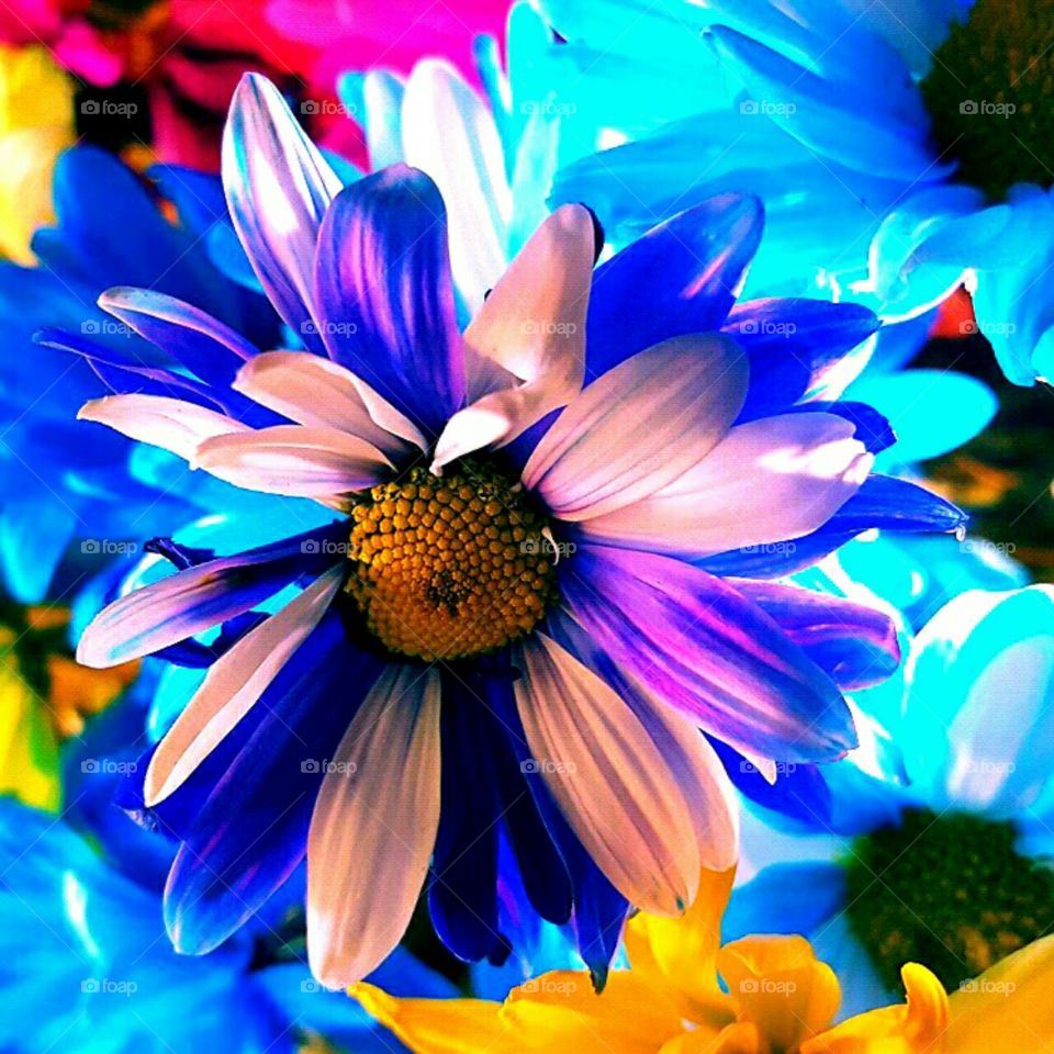 Flower, Nature, Color, Bright, Beautiful