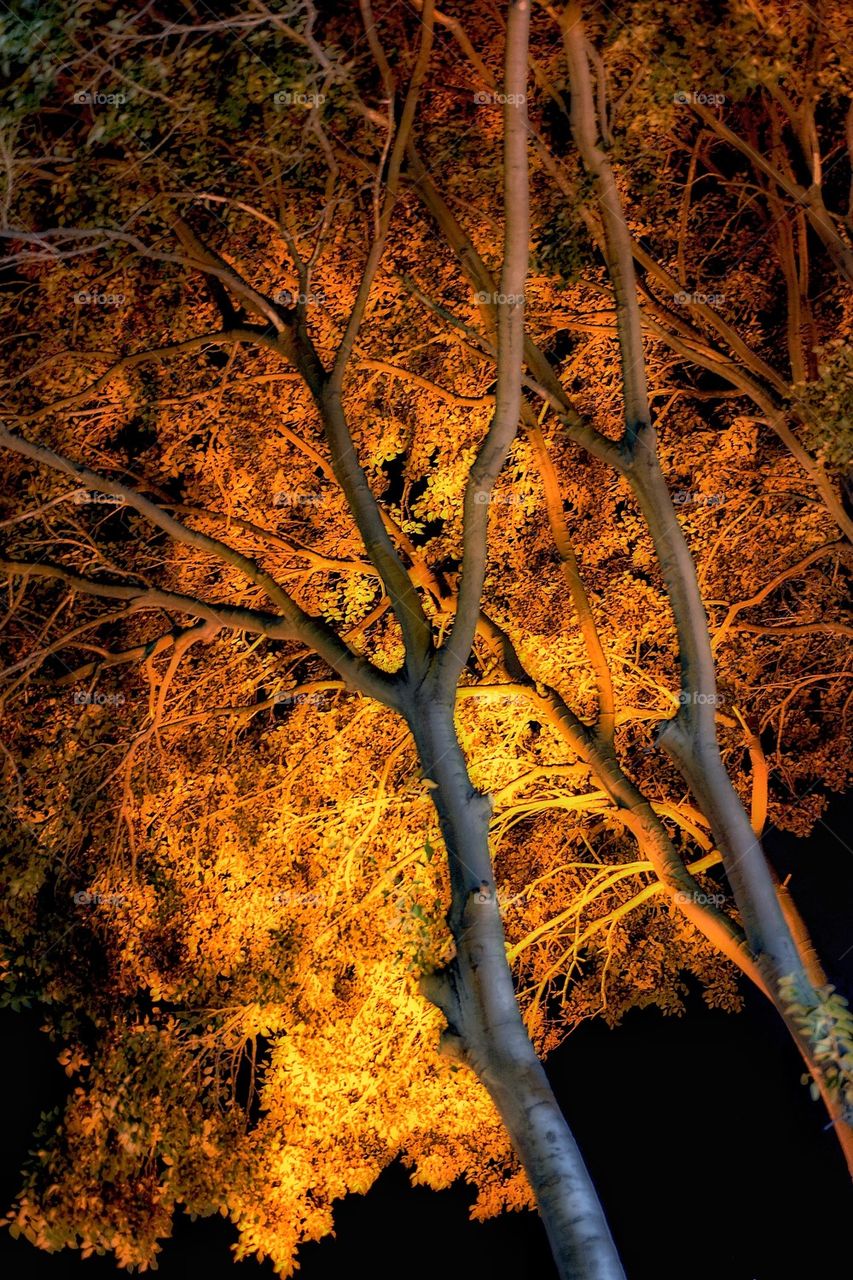 Night tree