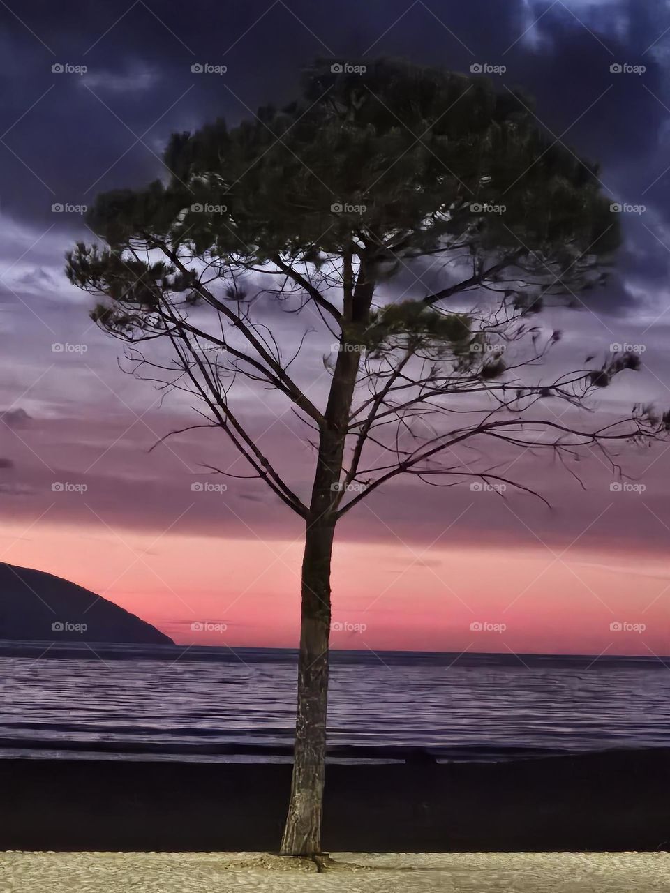 Tree in a sunset