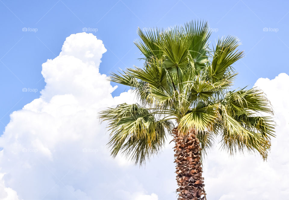 Palm Tree And Cloud In Blue Sky
