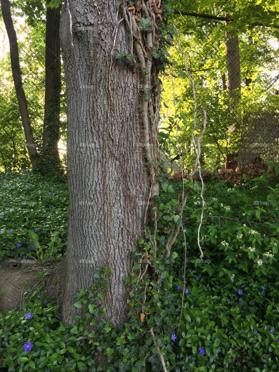 Interesting tree w vines and ivy