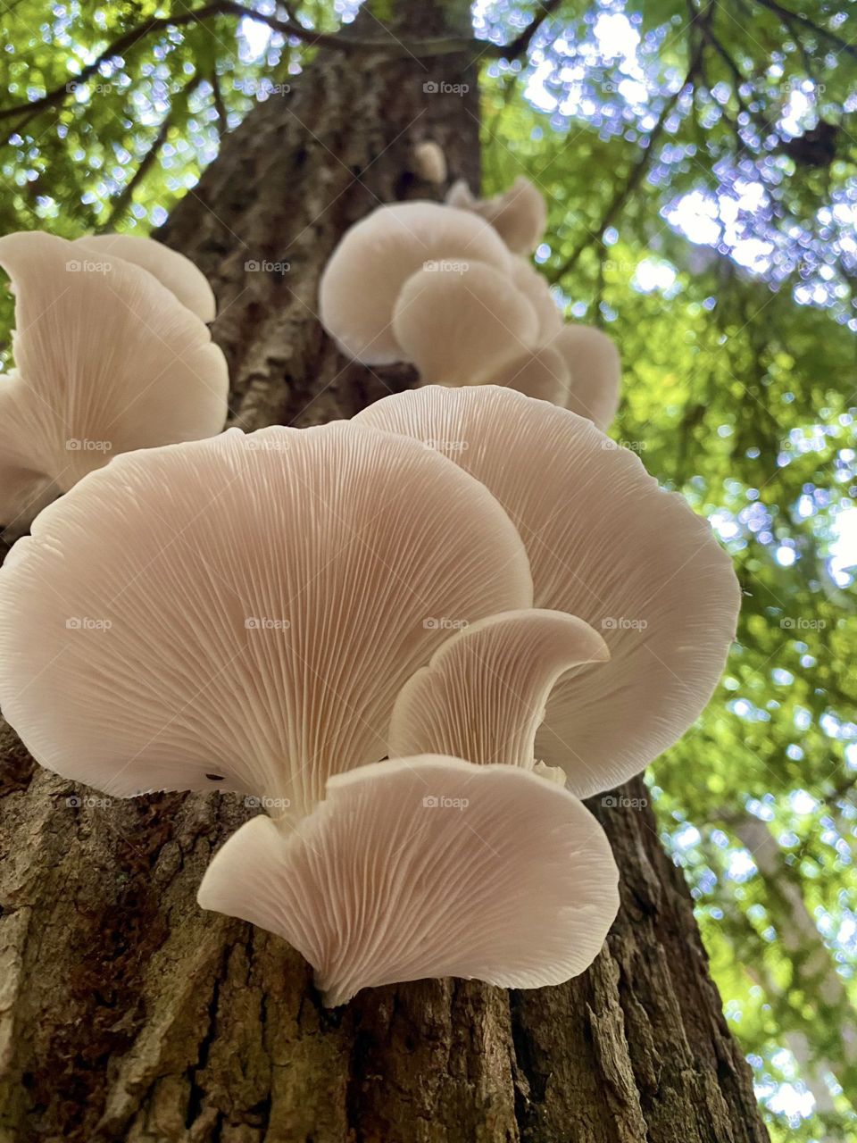 Trees and mushrooms in harmony 