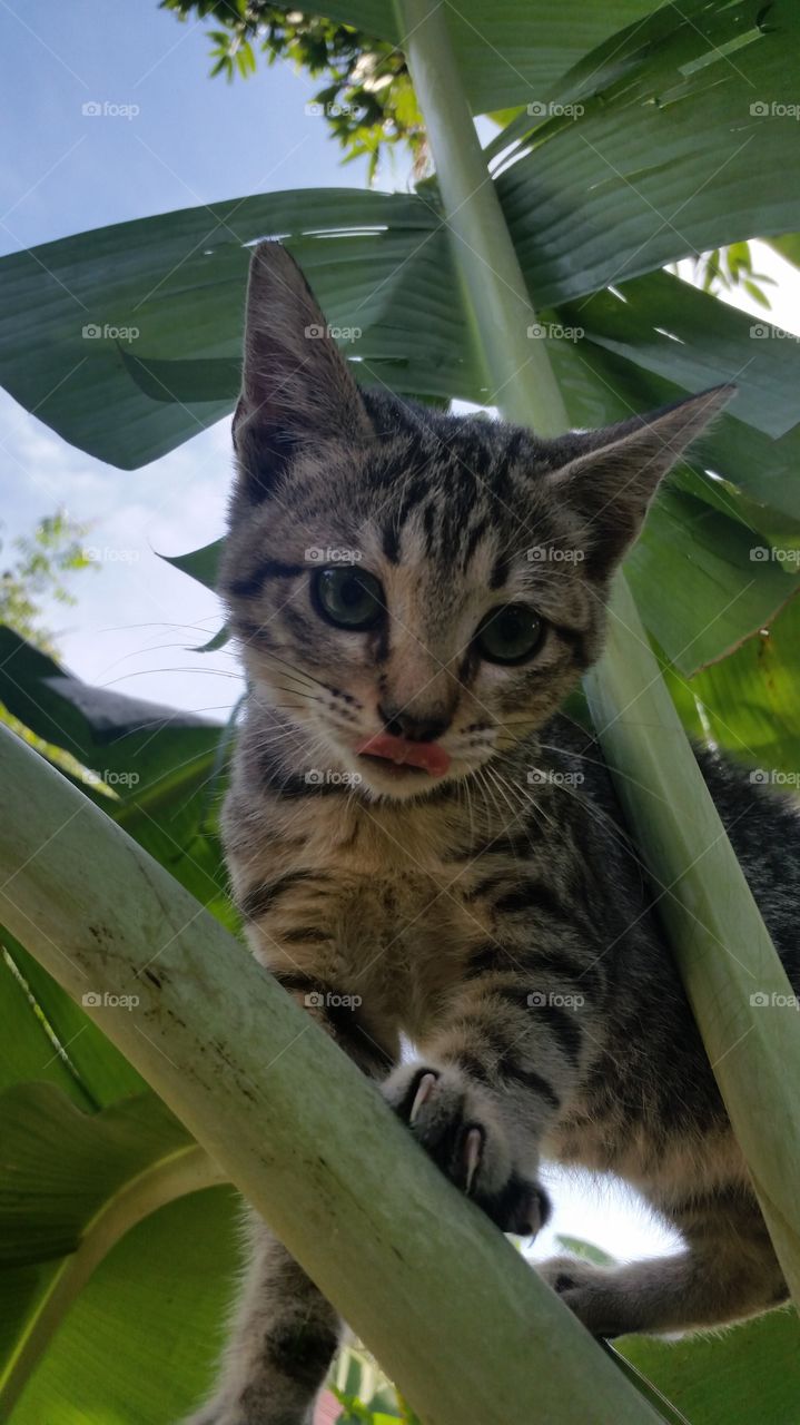 Cat Egyptian Mau