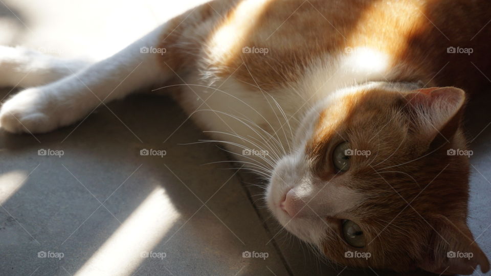 Cat#animal#pet#portrait#cute#relax#look#sun