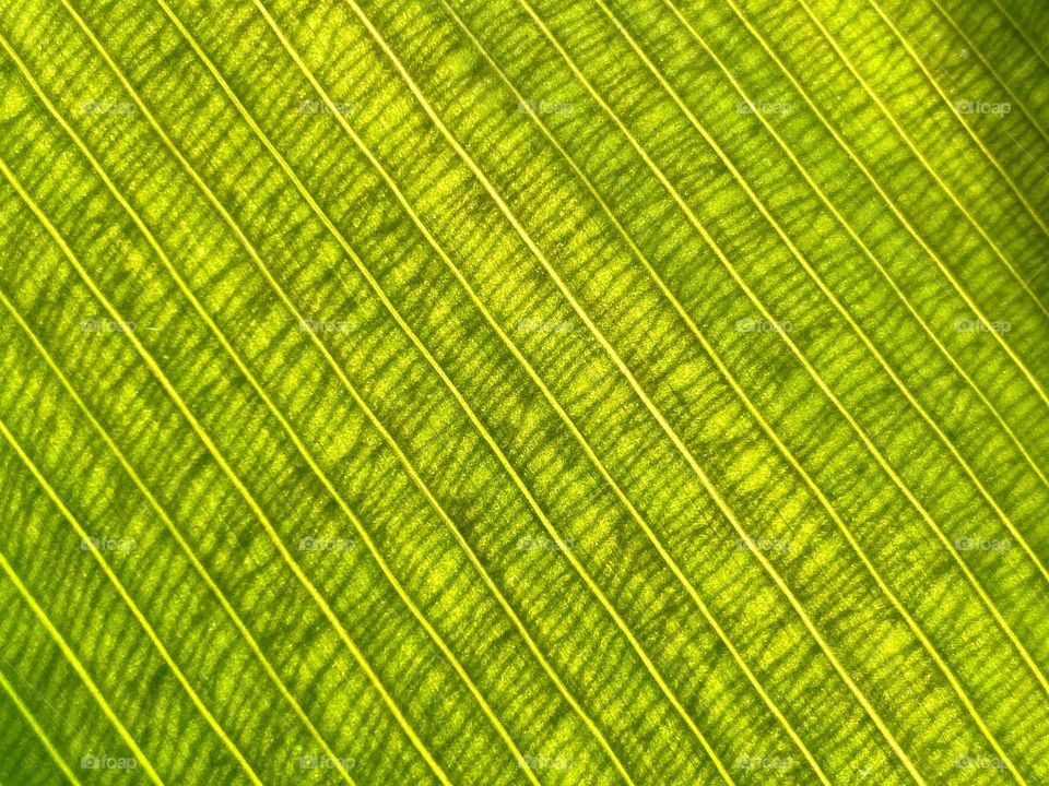 Close up showing the veins in a green leaf