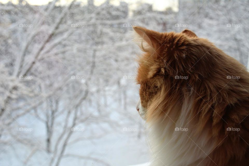 cat looking on a winter window