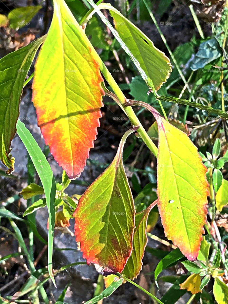 Textures in leaves