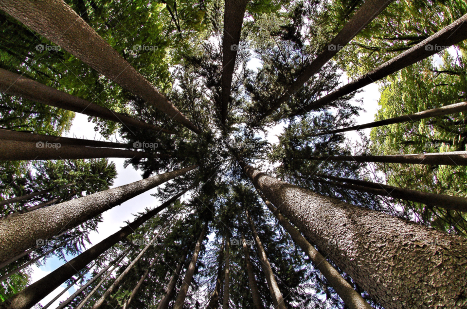 green trees forest slovenia by selecshine