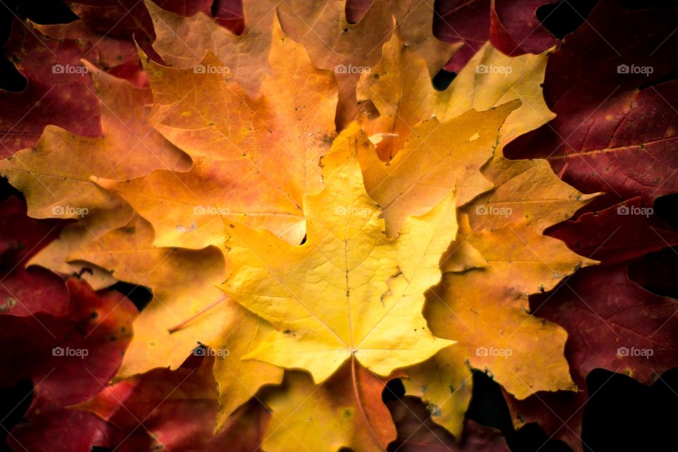 Maple leaf color story