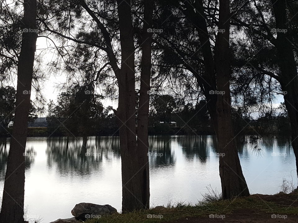 Reflections behind trees